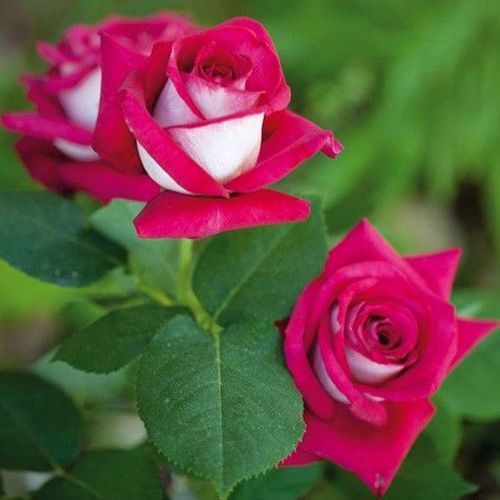 Lilás - rózsaszín, ezüstös sziromfonákkal - teahibrid rózsa